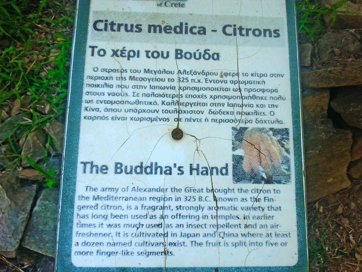 Botanical Park& Gardens_Skordalou_Kydonia_Plant_Species_Greek_From_The_Whole_World_Chania