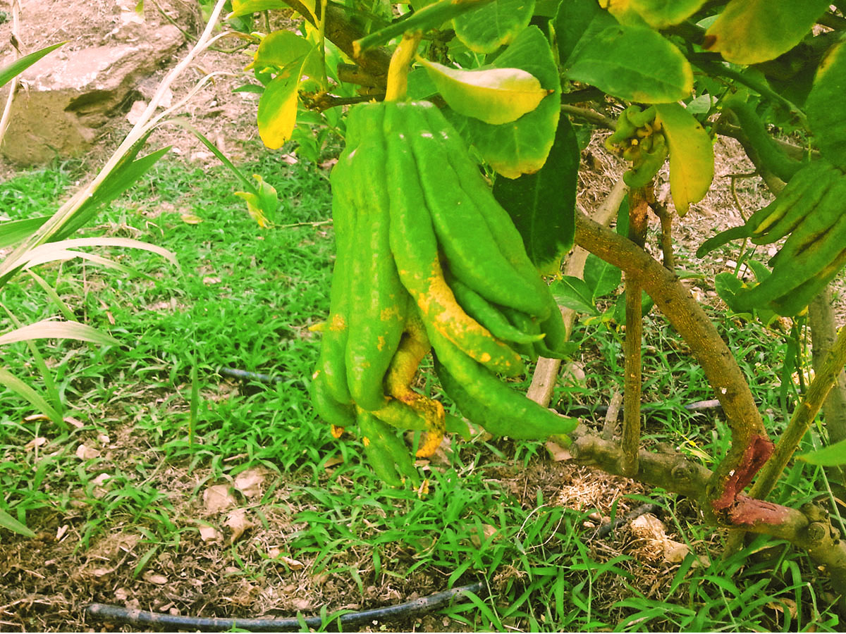 Botanical Park & Gardens_Skordalou_Kydonia_Plant_Species_Greek_From_The_Whole_World_Chania-green