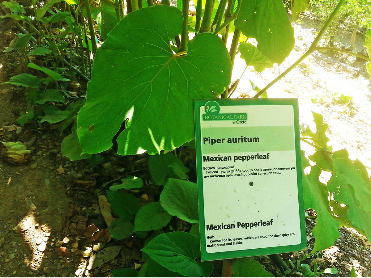 Botanical Park & Gardens_Skordalou_Kydonia_Plant_Species_Greek_From_The_Whole_World_Chania
